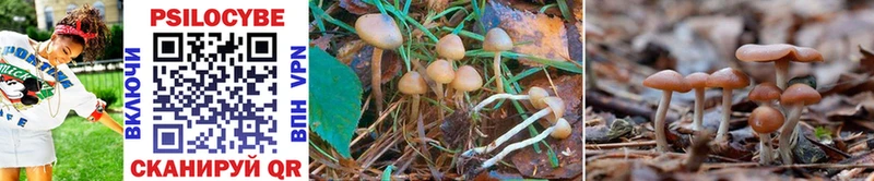 где найти   Чадан  Галлюциногенные грибы Magic Shrooms 